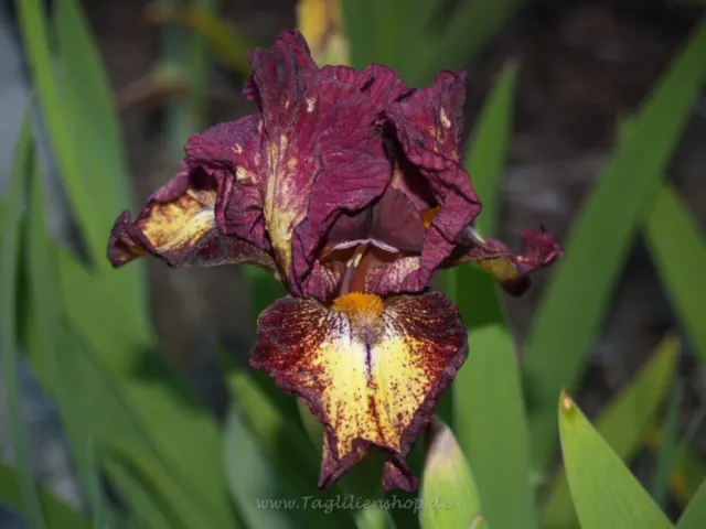 Schwertlilie / Iris " Tripod "