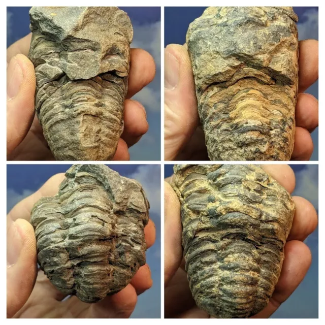 Trilobit Flexicalymen Fossilien. Vierer-Set verpackt. Niedrige Qualität. Mit Infokarte.