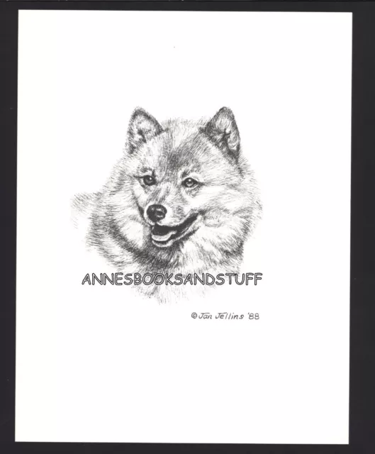 #402 FINNISH SPITZ portrait dog art print * Pen & ink drawing by Jan Jellins #402 FINNISH SPITZ portrait dog art print * Pen & ink drawing by Jan Jellins
