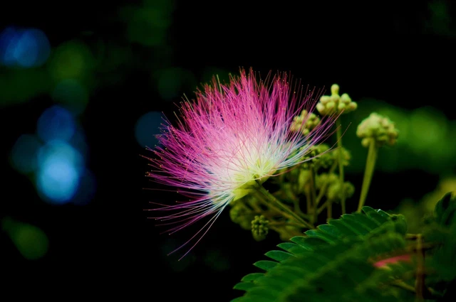 Mimosa Tree Silkworm Albizia Julibrissin Seeds