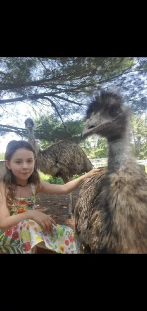 2- NPIP certified Fertilized Emu Eggs