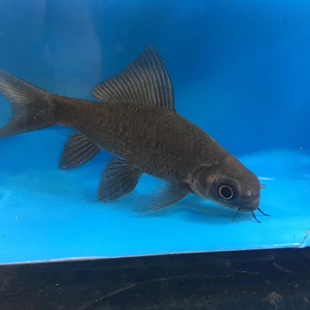 black sharc 2" in length - live tropical fish