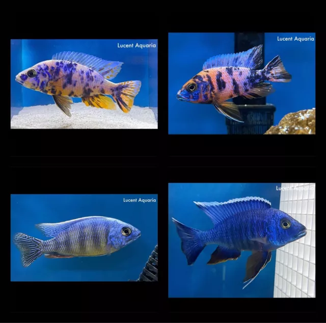 (LOT OF 6) Assorted 1.5-2" Unsexed Hap and Peacock African Cichlids