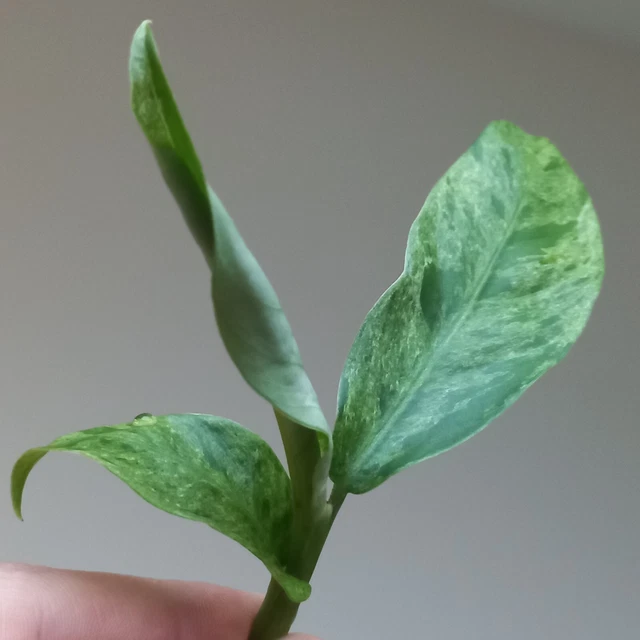 RARE - Rhaphidophora Foraminifera MINT Variegated - Top Cutting, Rooting, B