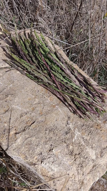 La Flora Del Parco: Asparago Selvatico (Asparagus Acutifolius - Foto 4
