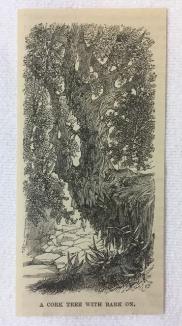 Piccolo 1885 Rivista Incisione ~Un Sughero Albero Con Corteccia Su, Spagna
