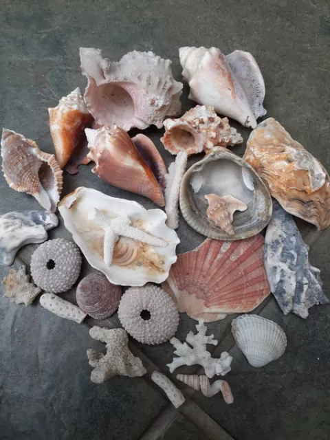 Bundle of Various Sea Beach Shells, Crystals, Coral