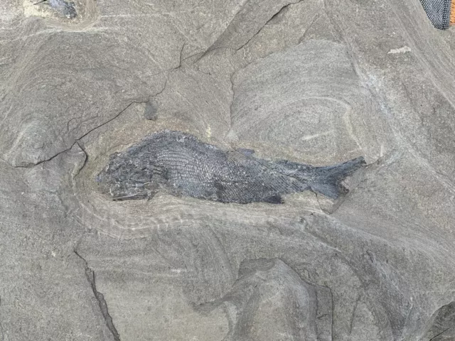 Large Double Fossil Fish Specimen Durham, UK. Palaeoniscus Sp, Permian, Rare !