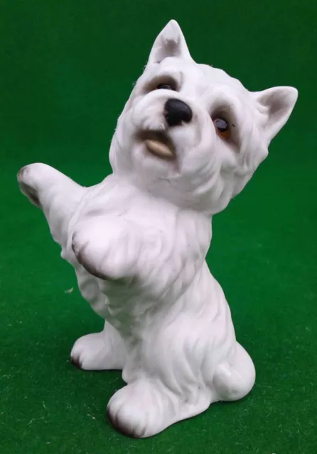 Begging West Highland Terrier Dog.