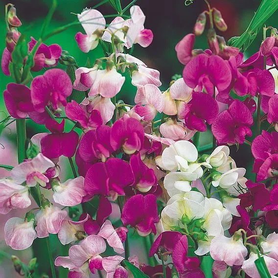 Suttons - Sweet Pea Seeds - Everlasting Mix