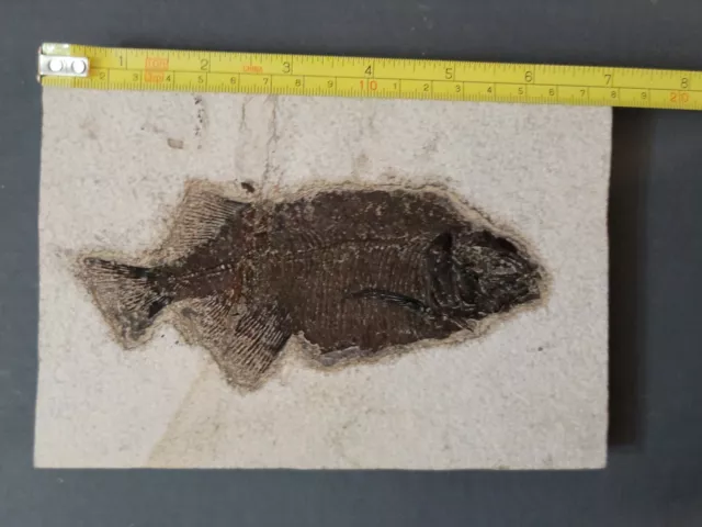 Phareodus 6" Detailed Fossil Fish Green River Fm Eocene Wyoming