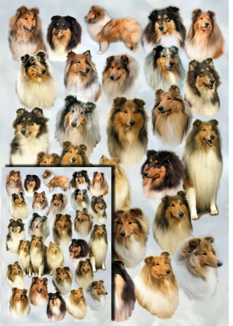 Rough Collie Dog Wrapping Paper by Starprint - Semi gloss with matching card