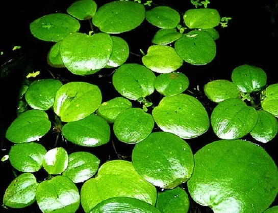 Limnobium laevigatum  15(+3 gratuit) Grenouillette plante flottante
