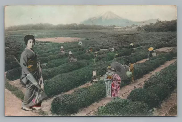 Giant Woman in Japanese Tea Fields ~ Antique Hand Colored Mt. Fuji Postcard 1912