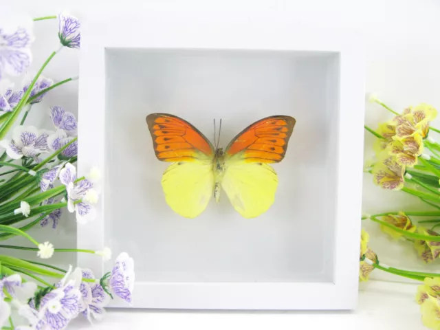 Emperor Orange - beau papillon réel, conservé dans la vitrine 3D - qualité musée