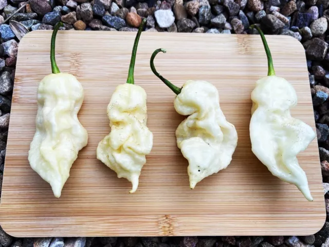 25+ White Ghost Scorpion Pepper Seeds. Fresh From 2023 Grow Season. SUPERHOT!