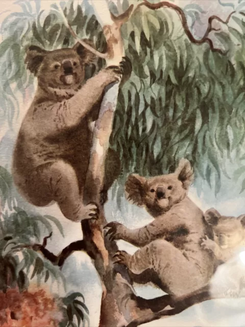 Matson Cruise Line Australia Koala Macouillard Art 1960s