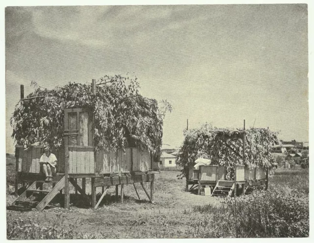 Judaica Palestine Old Photo Dwelling Booths in Raanana Issued by Keren Hayessod