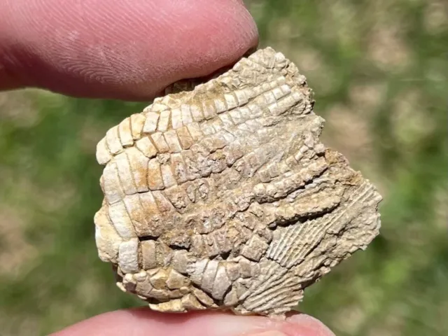 Alabama Fossil Crinoid Zeacrinus wortheni Mississippian Trilobite Age Crinoids