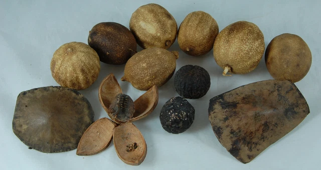 12 Dried Seed Pods for Crafts