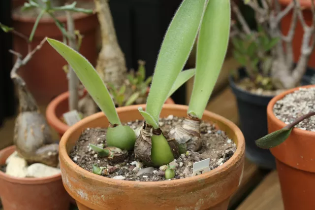 Haemanthus paucifolia / Bulbes / No caudex / Plante succulente / No Ariocarpus 