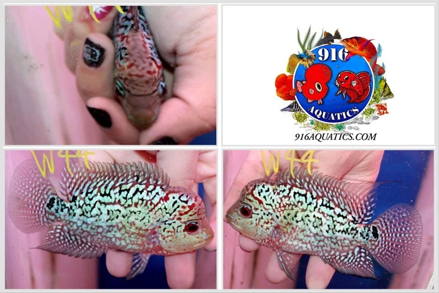 3.5 Inch King Kamfa Live Flowerhorn #W44