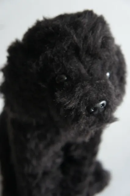 Black Labradoodle , personalised or not 3 options to choose from 3