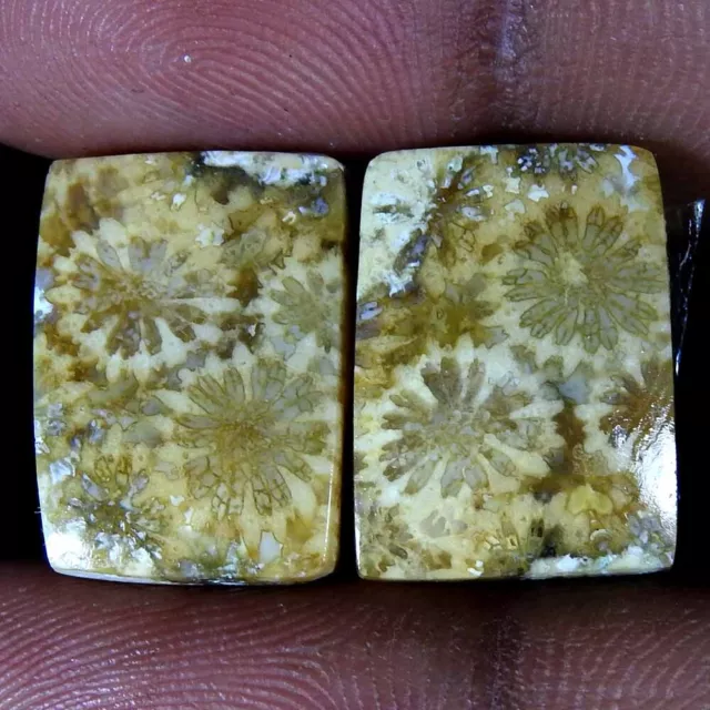 100% Natural Fossil Coral Fancy Pair Cabochon Rare Gemstone 21.20 Ct 17x12x4 mm