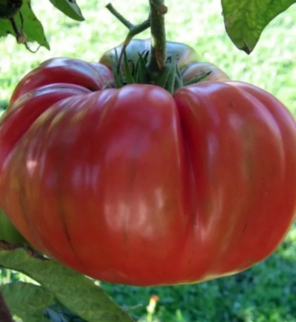 Vegetable - Tomato - Brandywine Red - 25 Premium Quality Seeds - UK SELLER