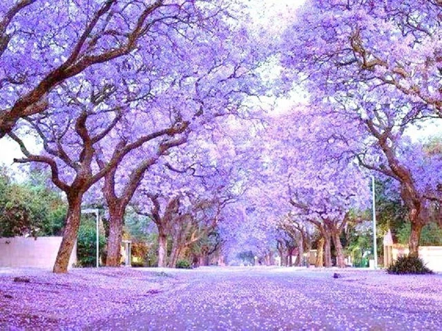 ROYAL EMPRESS TREE Paulownia Elongata flowering tree wood bonsai seed 10  seeds $8.99 - PicClick
