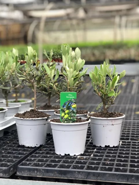 Set da 50pz Piante Bonsai Di olivo CERTIFICATA ulivo olea europea vaso 10