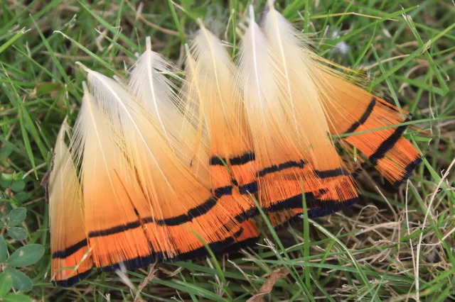 Wholesale 10-100 pcs 5-7 cm/2-3 inches Natural Pheasant Feathers DIY Decoration