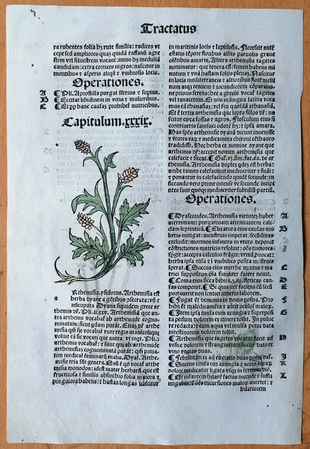 Original Post Inkunabel Hortus Sanitatis Koloriert Arthemisia Venedig 1511