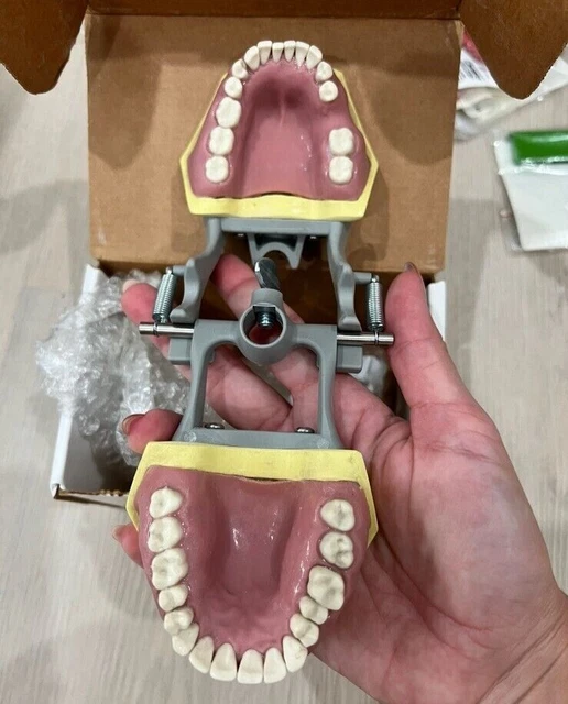 Columbia KM-E-310 articulated Periodontal / Extraction typodont gingival model