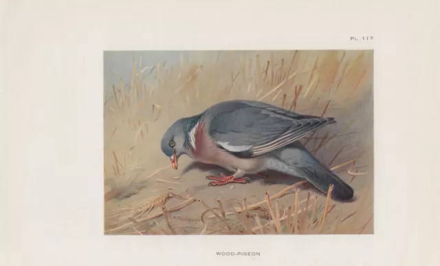 Ringeltaube Wood pigeon (Columba palumbus) FARBDRUCK von 1925 Thorburn