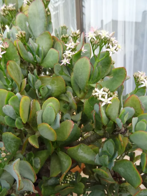 tronçons pré/bonzai crassula grande feuille   ramifié  terrasse ,balcon  etc