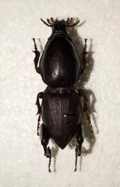 Hypocephalus armatus, 1 Male over 53mm, scarce Mole Cricket beetle from Brazil