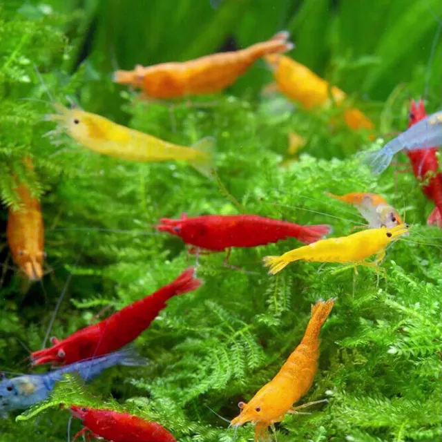 🔥 Mix Shrimp Blue | Red | Yellow | Black Fresh Water Algae Eater Live Fish