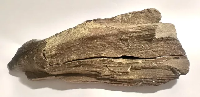 Fossiler Holzstamm 20 cm / 700 g