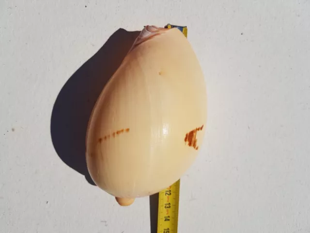 Coquillage De 13 Cm Bonne Etat