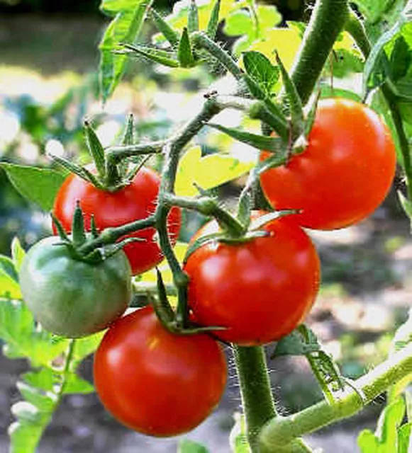 25 graines TOMATE ARBUSTIVE NAINE ET HÂTIVE PROMYK (Lycop. esc.)N18 TOMATO SEEDS