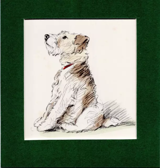 Lucy Dawson ~ Wire Haired Fox Terrier ~ Hand Coloured Print Genuine Vintage 1937