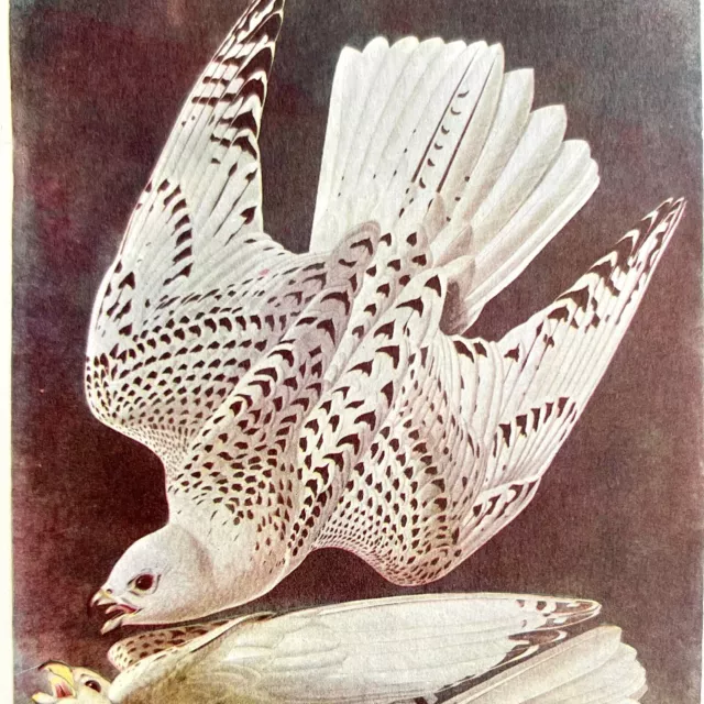 Gyrfalcon White Phase Bird Lithograph 1950 Audubon Antique Art Print DWP6C