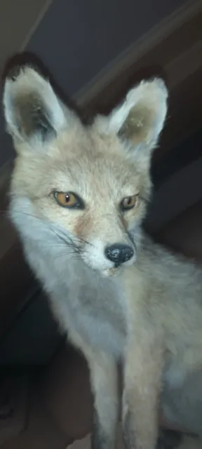 🦊 Taxidermie - renard naturalisé / empaillé vintage sur socle