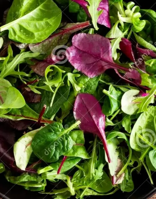 ITALIAN MIX BABY LEAF SALAD x 1000 Seeds With a hint of basil - Pictorial packet