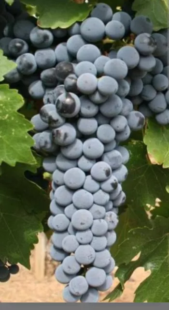 Grape cuttings Cabernet Sauvignon , 3 Plants with ROOTS, black wine grapes.