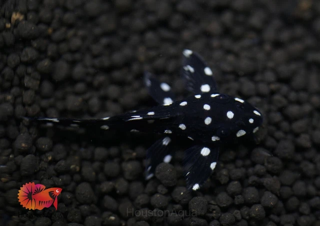 (1) L240 Vampire Pleco/Galaxy (Leporacanthicus cf. galaxias) Live Pleco Premium
