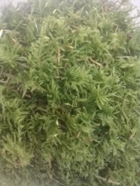 2 Bags 8L Fresh Green Feather Sphagnum Moss For Bulb Plants Pots