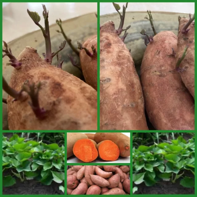 3 Red Skin Yellow Sweet Potato Cuttings Sprouting Shoots Unrooted Ready to Plant