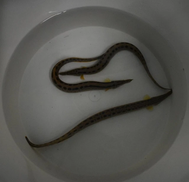 Live Tire Track Zig Zag Eeel (9-10" Freshwater Aquarium Fish) PLS READ DESCR 3